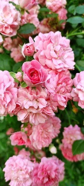 Yeşil yapraklı ve tomurcuklu pembe güller..