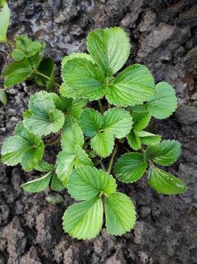 Çilek filizini filizlendiren düz bir bahçe bitkisi. 