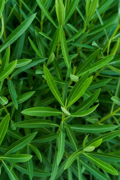 Oleandro hojas verdes patrón natural — Foto de Stock