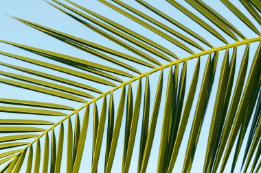 Mavi gökyüzünde palmiye dalları