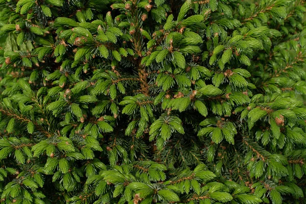 Fir tree closeup — Stock Photo, Image