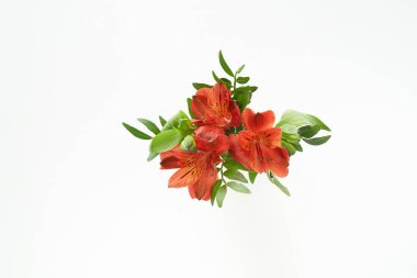 Yeşil yapraklı alstroemeria çiçeği beyaz üzerine izole edilmiş küçük bir buket.