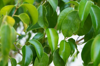 Ficus Benjamin yeşil yaprakları 