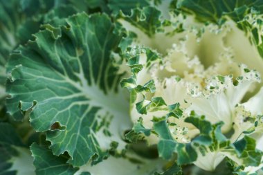 Yeşil lahana. Yakın çekim.