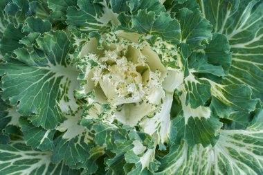 Yeşil lahana. Yakın çekim.