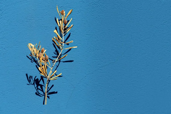 Rama de olivo seco con hojas secas y aceitunas secas sobre fondo de textura azul — Foto de Stock