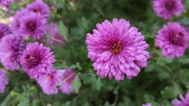 Bahçedeki güzel mor chrisantemum