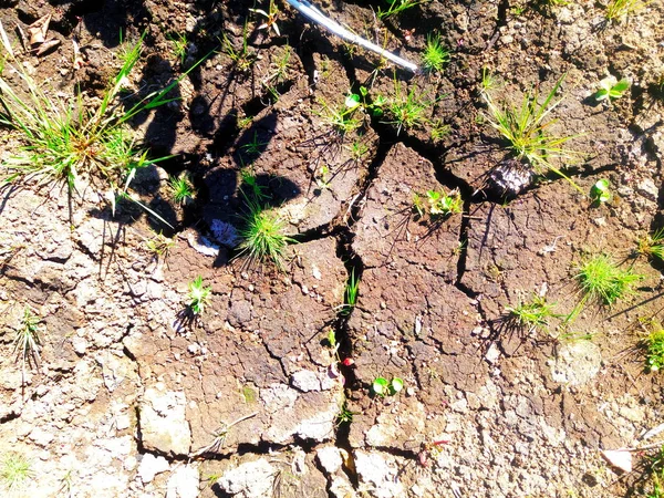 The soil Earth grass plant drought