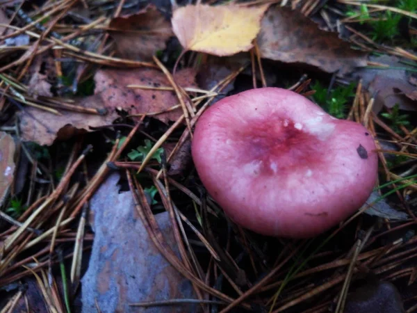 mushroom, mushrooms, food, white, background, forest, autumn, red, nature,