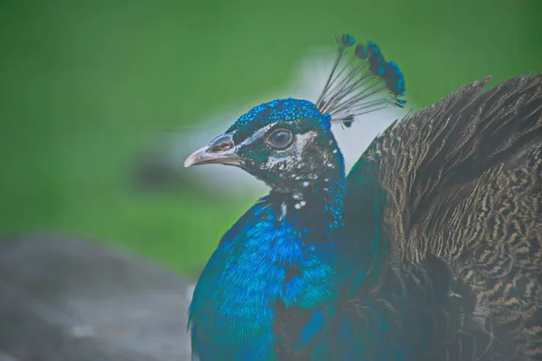 Peacock bird closeup, animal, bird, feather, colorful, green, tropical,