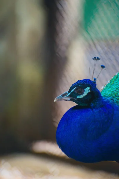 Peacock bird closeup, animal, bird, feather, colorful, green, tropical,