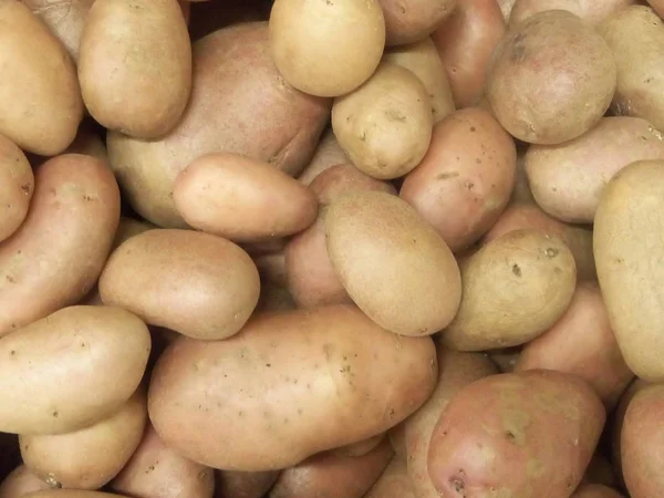 big crop of yellow ripe potatoes close up