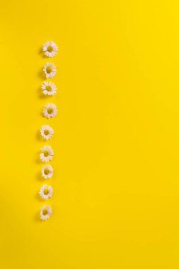 Renkli arka planda papatya çiçekleri. Uzayı kopyala Üst Manzara. Dikey yönelim.