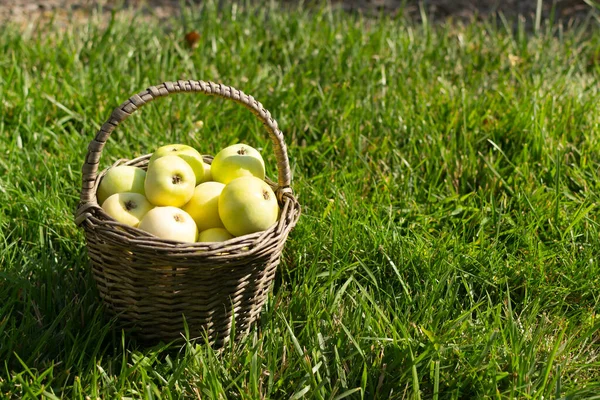 Маленькая Корзинка Зелеными Желтыми Яблоками Зеленой Лужайке Сельский Стиль Горизонтальная — стоковое фото