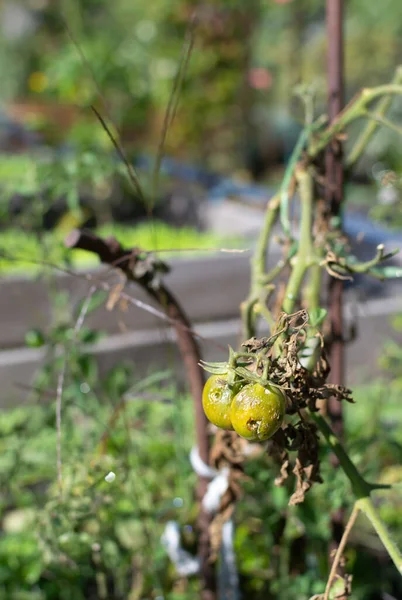 在花园里的一根枝子上弄脏了西红柿 丑陋的食物概念 有选择的重点 复制空间 纵向方向 — 图库照片