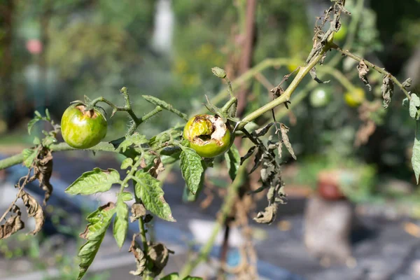 Los Tomates Estropeados Una Rama Jardín Concepto Comida Fea Enfoque — Foto de Stock