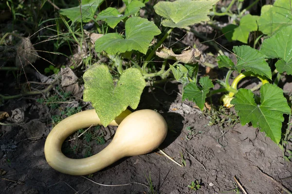 Calabaza Arremolinada Jardín Cosecha Otoño Copiar Espacio — Foto de Stock