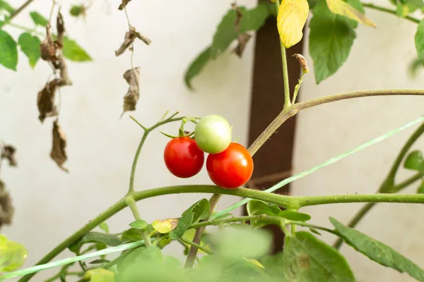 花园里温室里的枝条上挂着樱桃西红柿 秋天的收获 有选择的重点 复制空间 — 图库照片