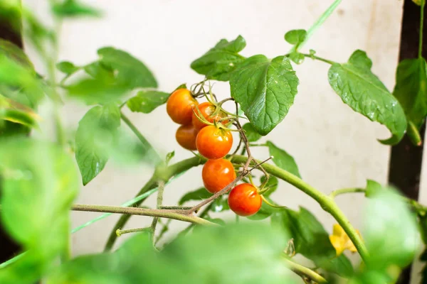 Montón Tomates Cherry Una Rama Invernadero Jardín Cosecha Otoño Enfoque — Foto de Stock