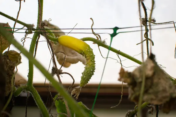 未成熟的黄瓜在花园里的温室里的树枝上 秋天的收获 丑陋的食物概念 有选择的重点 — 图库照片