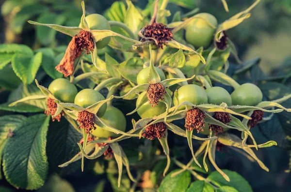Rosehip Berries Bush — Stock Photo, Image