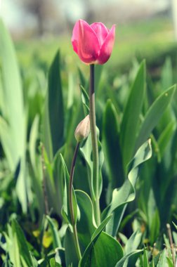 bir yatakta kırmızı lale