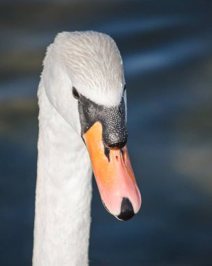 Beyaz Kuğu yakın çekim