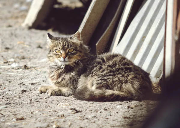 美丽的条纹小猫一个家 — 图库照片