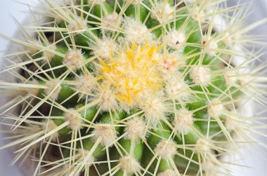 kaktüs dikenli en iyi manzaralı