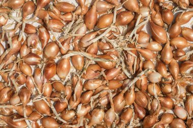 masaya hasat soğan üründür