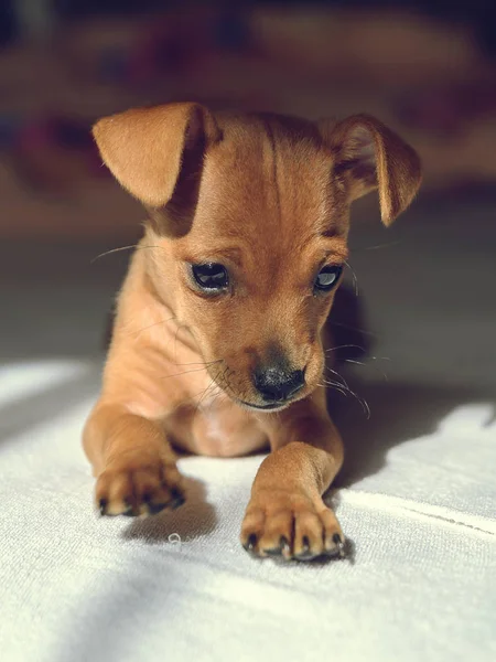 Cucciolo Trova Bianco — Foto Stock