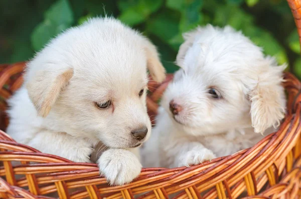 Due Cuccioli Nel Cestino — Foto Stock