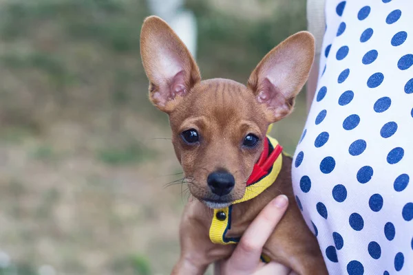 Puppy Her Arms — Stock Photo, Image