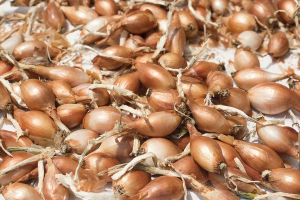 Cultivo Cebolla Cosechada Está Sobre Mesa — Foto de Stock