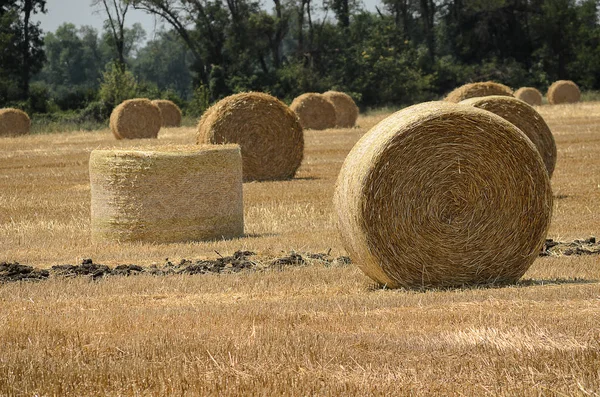 Strohballen Liegen Auf Dem Feld — Stockfoto