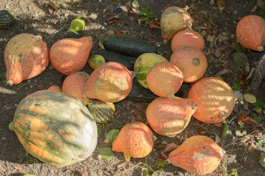 kabaklar yalan bahçede