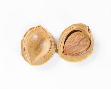 bir kayısı tohum bölme