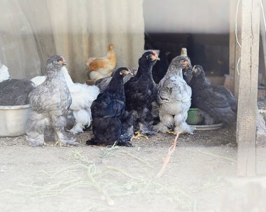 çok net arkasında ülke bahçesinde tavukların