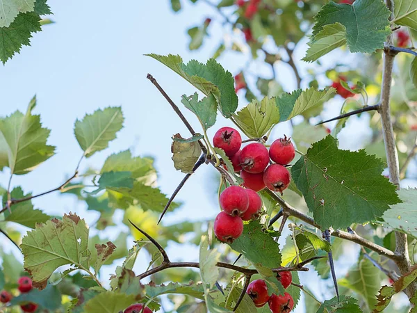 Ripe Hawthorn Tree — Stock Photo, Image