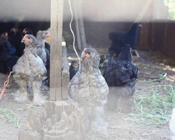 Beaucoup Poulets Dans Cour Campagne Derrière Filet — Photo