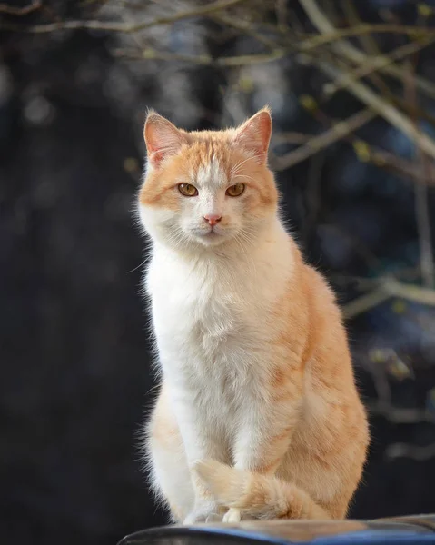 Cat — Stock Photo, Image