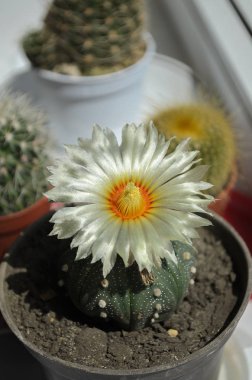 kaktüs çiçeği
