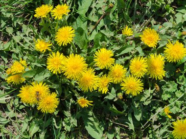 Bir çayır karahindiba çiçeği