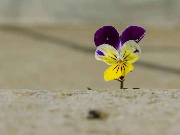 Perfeitos Crescem Através Concreto — Fotografia de Stock