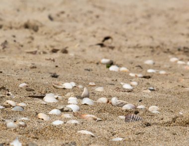 Üzerinde daha fazla taş ve kabuk olan güzel kum dokusu..