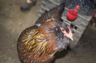 Americana Breed Chicken 'ın kafasından.