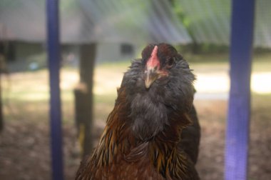 Americana Breed Chicken 'ın kafasından.