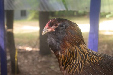 Americana Breed Chicken 'ın kafasından.
