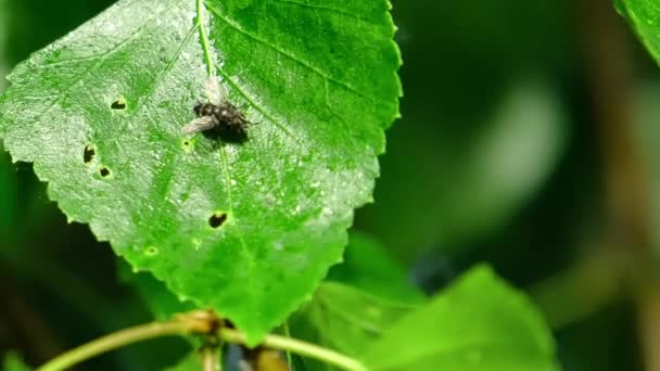 En fluga som kryper på ett grönt löv. Insekten kryper på ett löv. — Stockvideo
