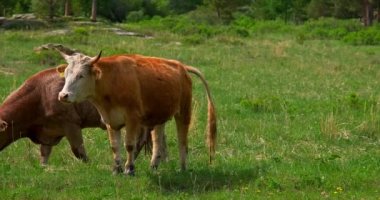 Yazın yüksek kaliteli 4K videolarında boğa çayırda otlanıyor.